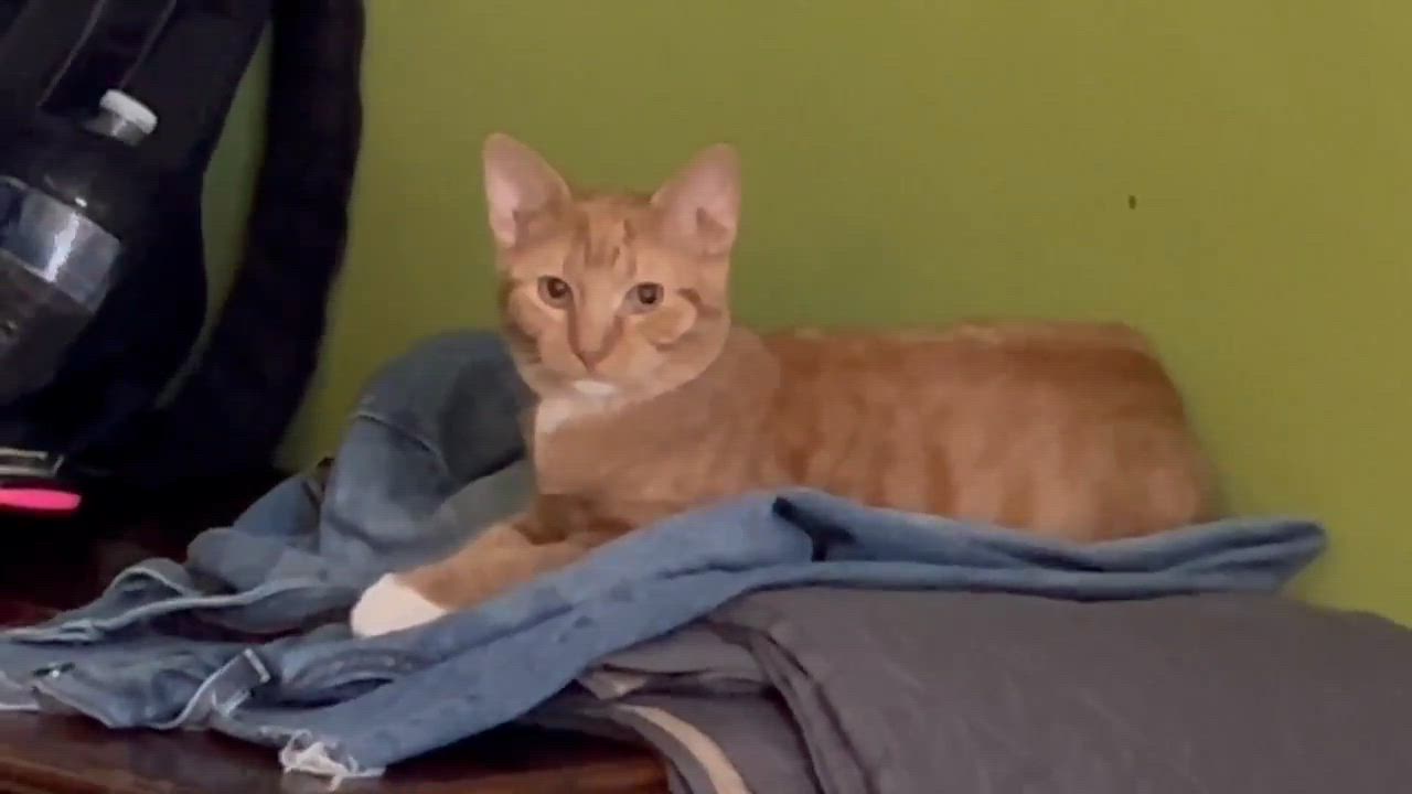 Enlarge Blondie, a Adoptable Domestic Short Hair in Milwaukee, WI video 4/5