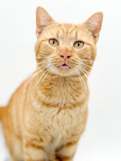 Rusty will give u kisses n' cuddles non stop! VIDEOS!!, a Adoptable Tabby in Bedford Hills, NY image 5/6