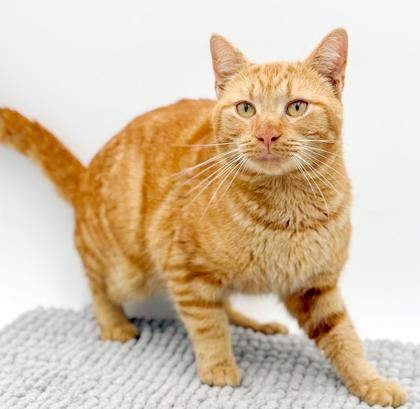 Rusty will give u kisses n' cuddles non stop! VIDEOS!!, a Adoptable Tabby in Bedford Hills, NY image 3/6