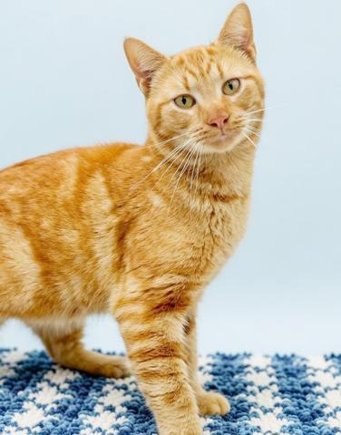 Rusty will give u kisses n' cuddles non stop! VIDEOS!!, a Adoptable Tabby in Bedford Hills, NY image 4/6