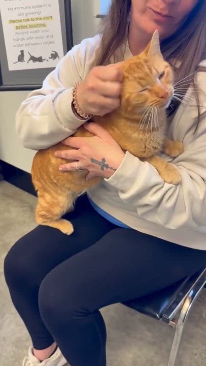 Enlarge Rusty will give u kisses n' cuddles non stop!  VIDEOS!!, a Adoptable Tabby in Bedford Hills, NY video 2/6