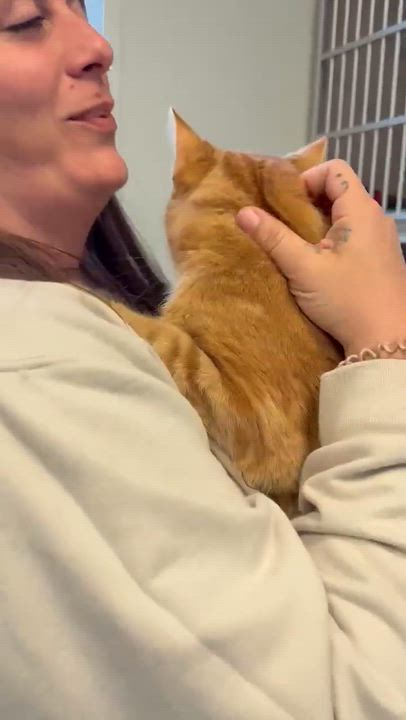 Enlarge Rusty will give u kisses n' cuddles non stop!  VIDEOS!!, a Adoptable Tabby in Bedford Hills, NY video 6/6