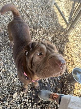 Enlarge Aggie, an adoptable Shar-Pei in Plano, TX image 1/6
