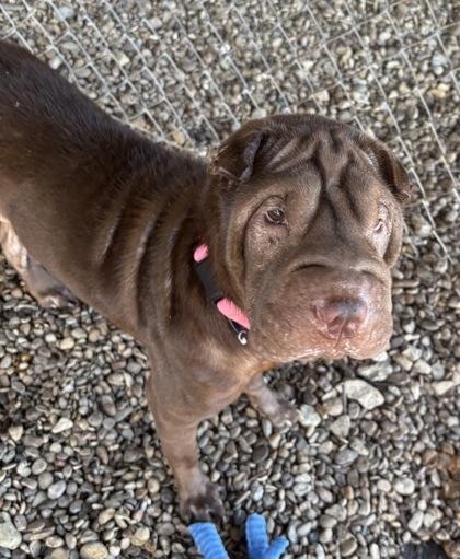 Enlarge Aggie, an adoptable Shar-Pei in Plano, TX image 2/6