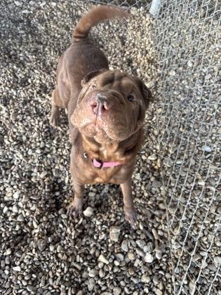 Enlarge Aggie, an adoptable Shar-Pei in Plano, TX image 3/6