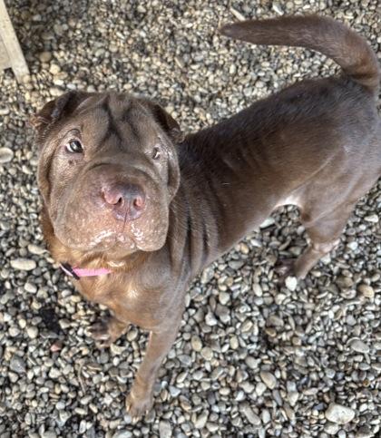 Enlarge Aggie, an adoptable Shar-Pei in Plano, TX image 4/6