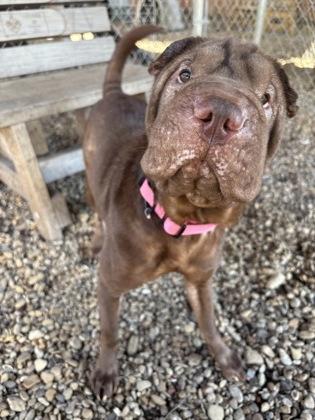 Enlarge Aggie, an adoptable Shar-Pei in Plano, TX image 5/6