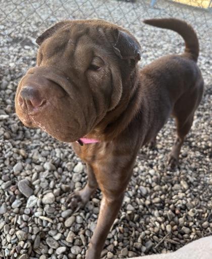Enlarge Aggie, an adoptable Shar-Pei in Plano, TX image 6/6