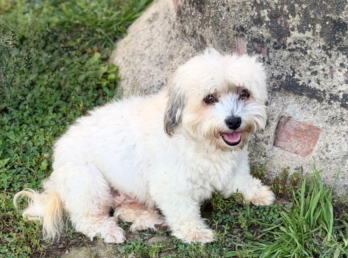 Enlarge Noodle, a Adoptable Havanese in New Stanton, PA image 2/2
