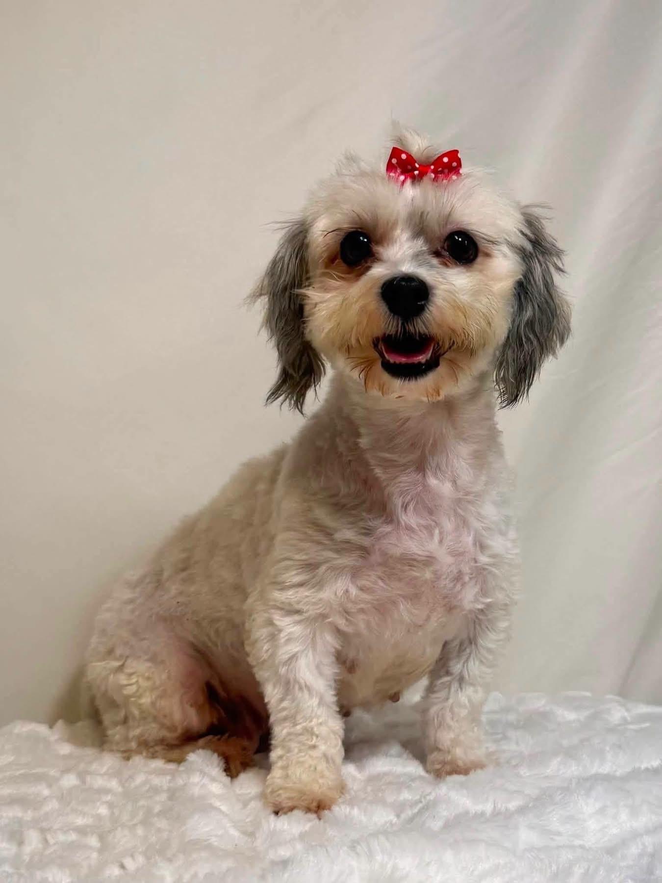 Enlarge Noodle, a ADOPTABLE Havanese in New Stanton, PA image 1/1