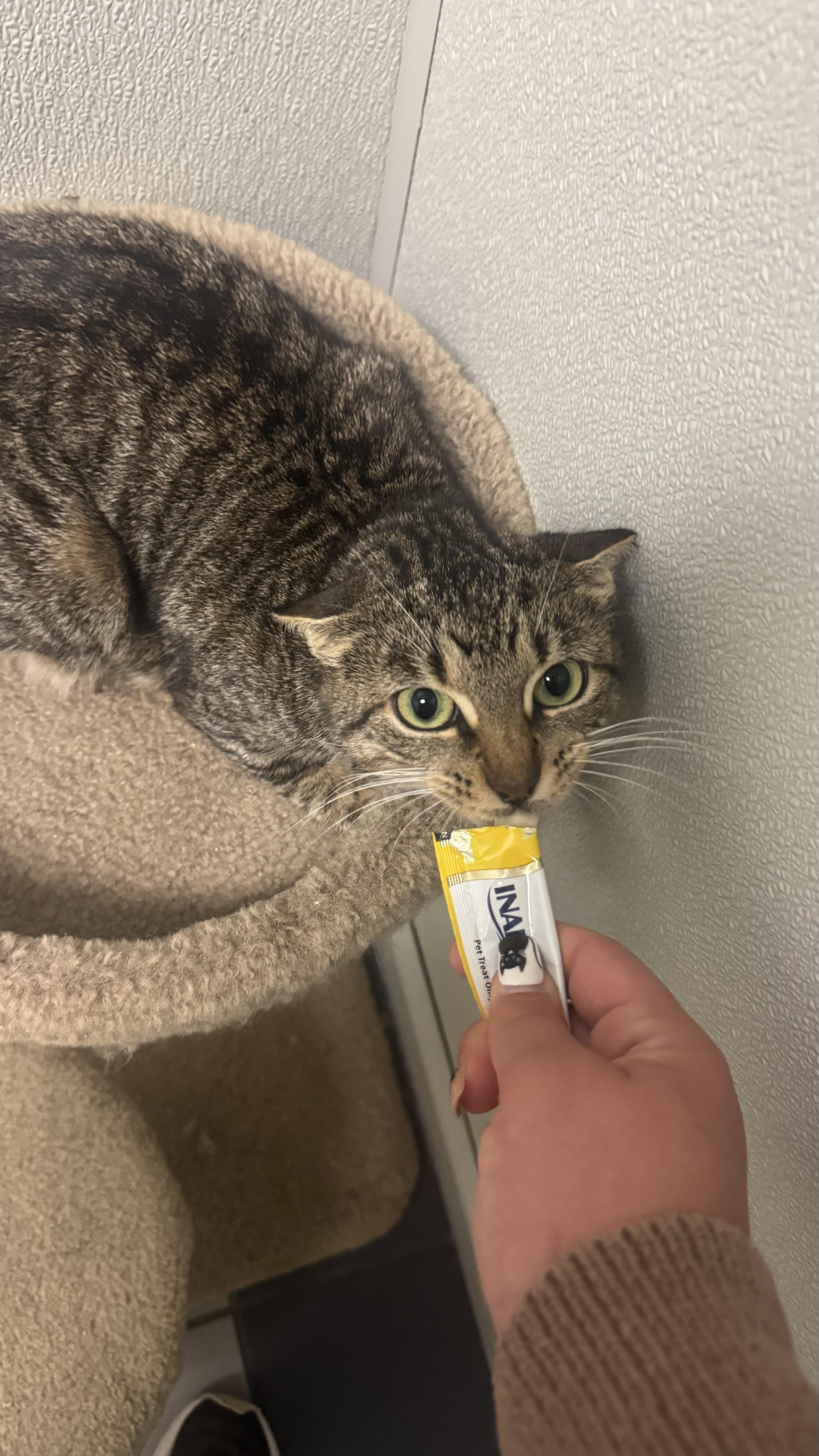 Momma Portobello, Adoptable, Young Female Domestic Short Hair.