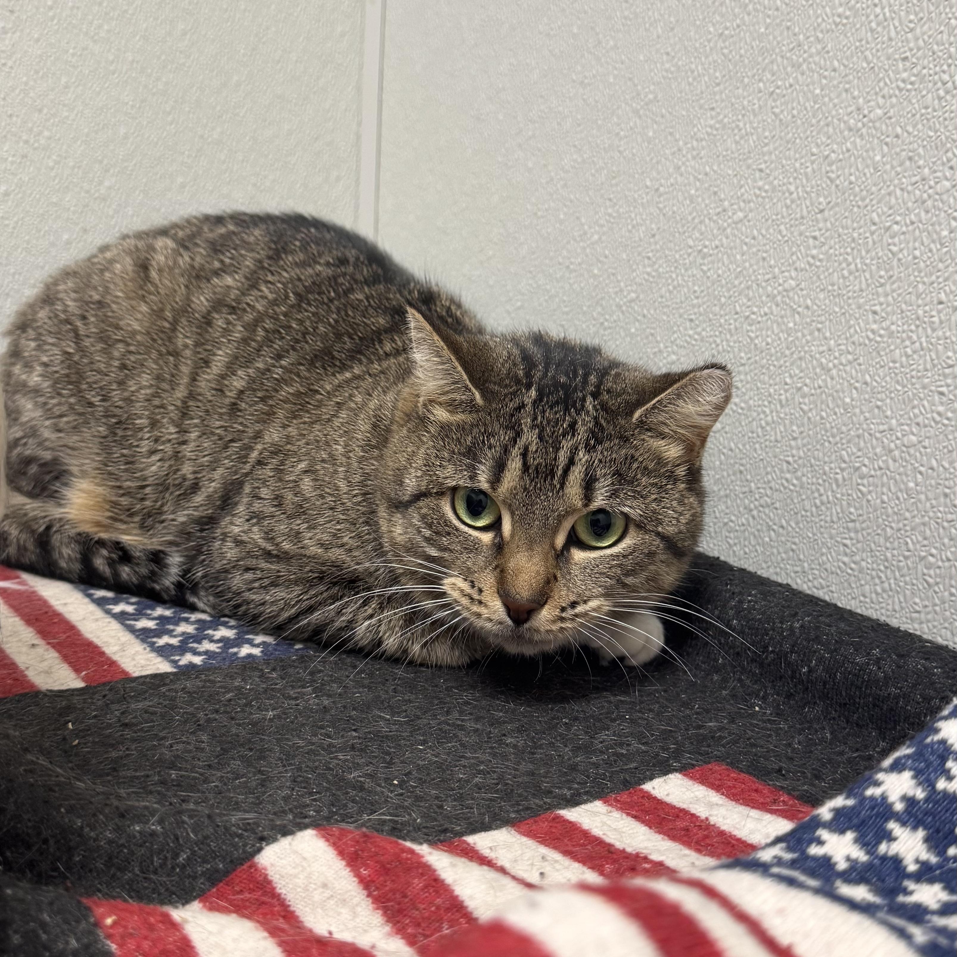 Portobello, Adoptable, Adult Female Domestic Short Hair.