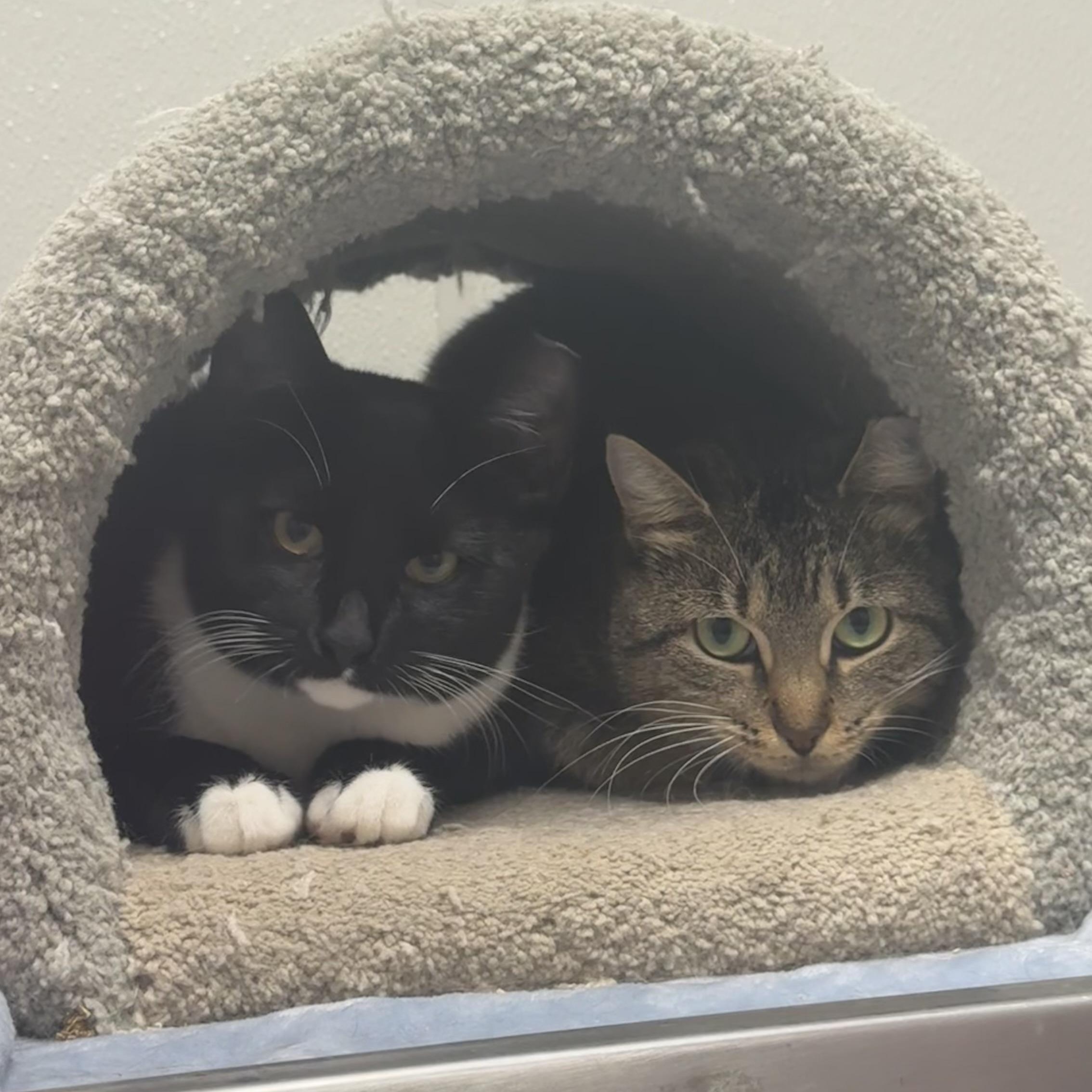 Enlarge Portobello, an adoption pending Domestic Short Hair in Fall River, MA image 3/4