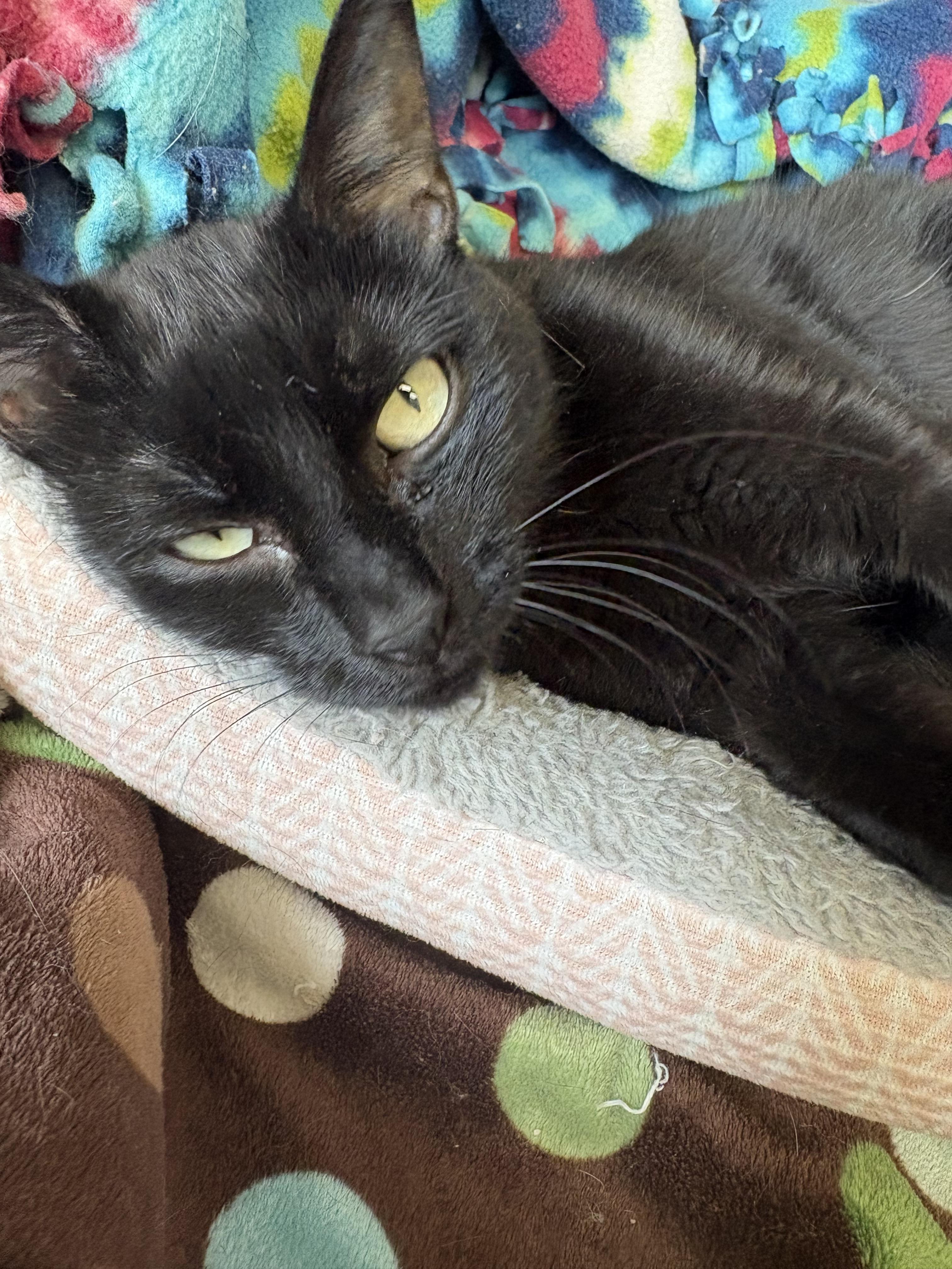 Eve, a ADOPTABLE mixed breed in Little Falls, MN image 2/2