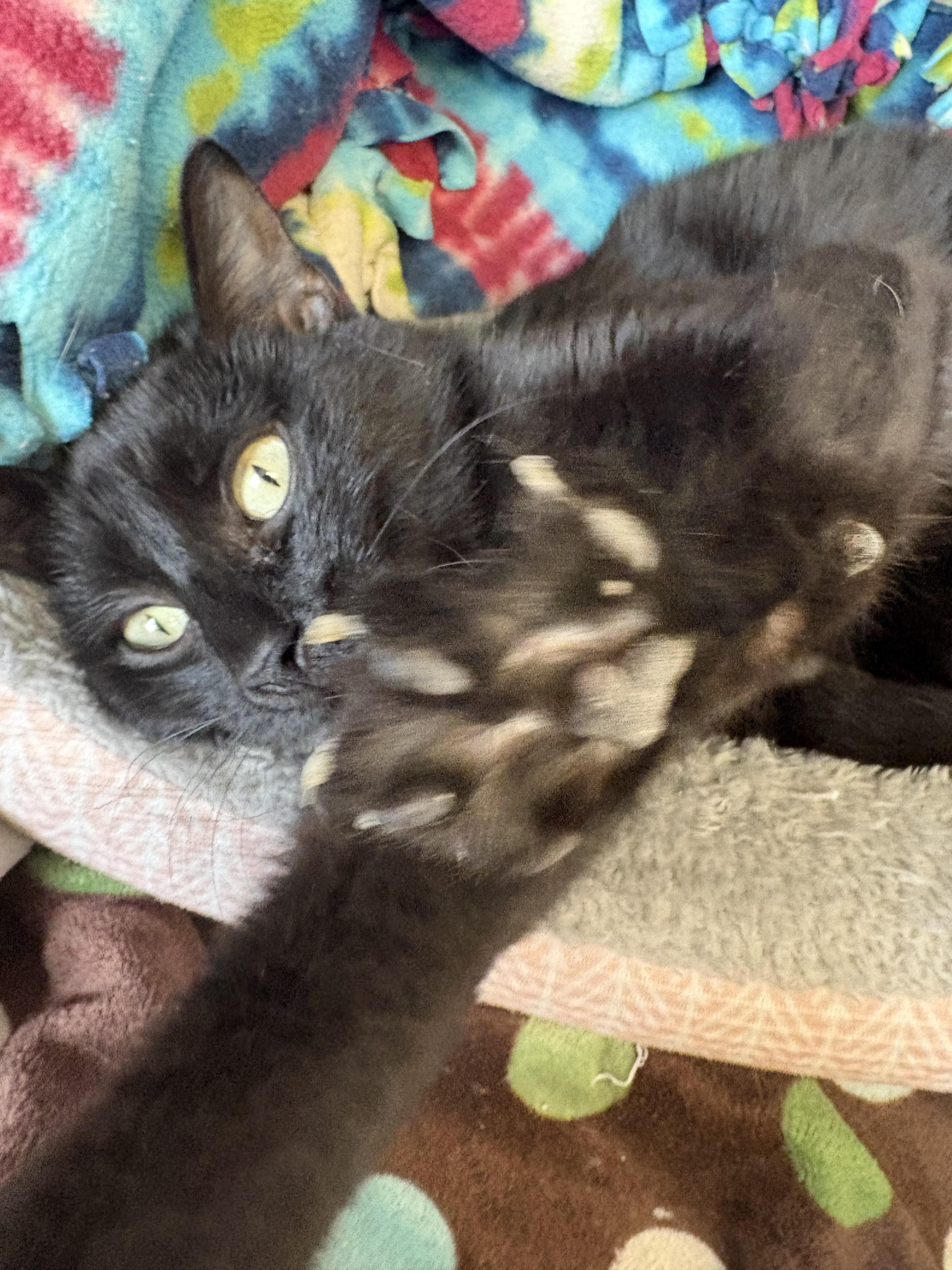 Eve, ADOPTABLE, Adult Female Domestic Short Hair.
