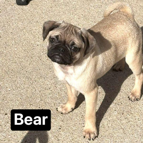 Enlarge Bear, an adopted Pug in Alvin, TX image 1/1