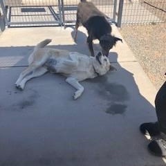 Enlarge Jade, a ADOPTABLE mixed breed in Bernalillo, NM image 4/5
