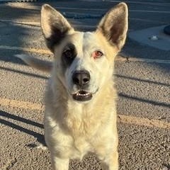 Jade, ADOPTABLE, Young Female Shepherd & Cattle Dog.