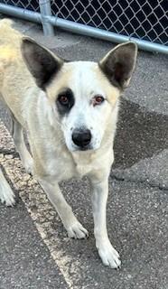 Enlarge Jade, a ADOPTABLE mixed breed in Bernalillo, NM image 2/3