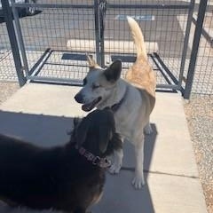 Enlarge Jade, a ADOPTABLE mixed breed in Bernalillo, NM image 5/5