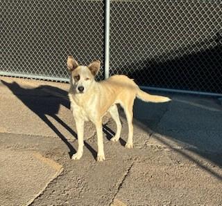Enlarge Jade, a ADOPTABLE mixed breed in Bernalillo, NM image 3/3