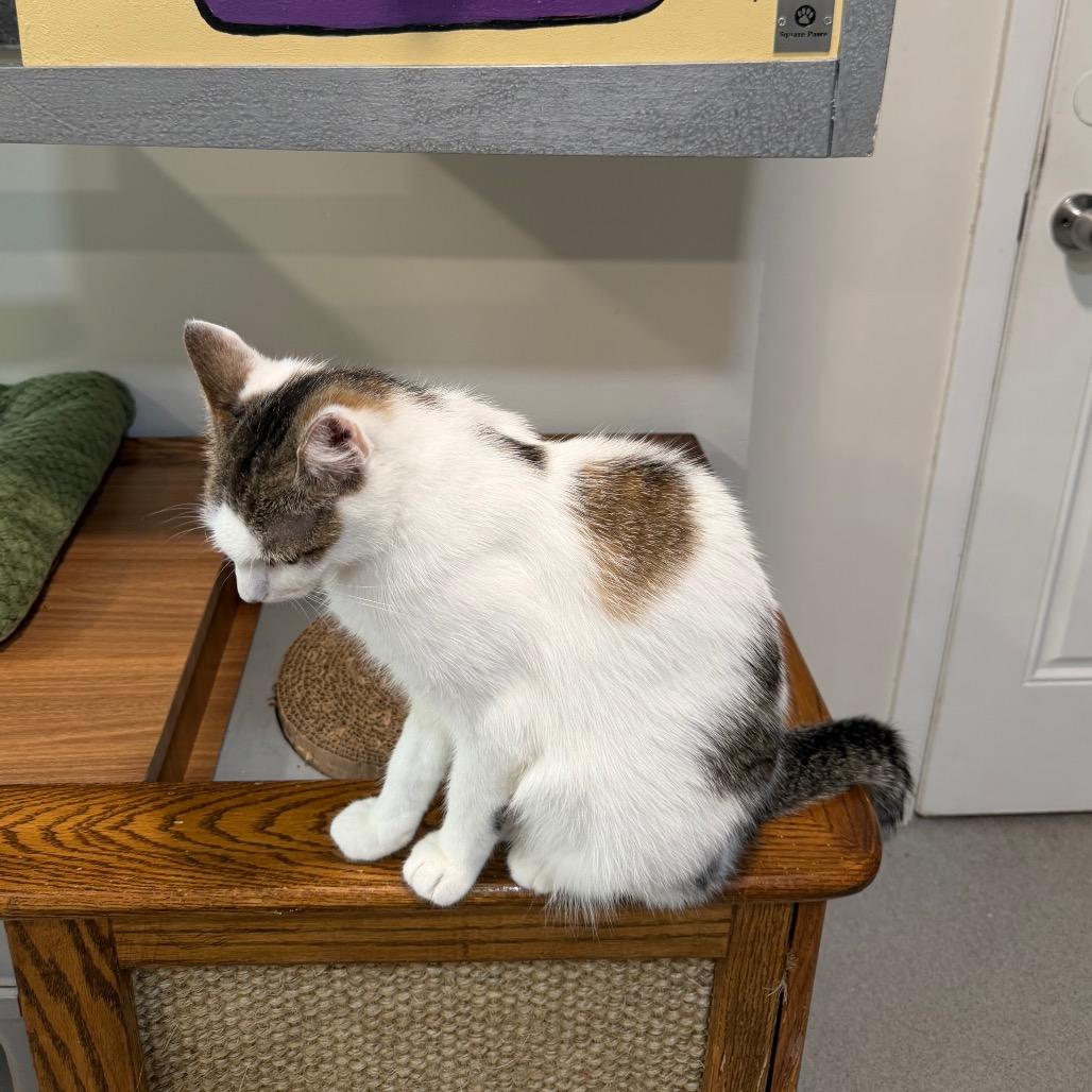 Enlarge Paris, a Adoptable Domestic Short Hair in Oyster Bay, NY image 1/4