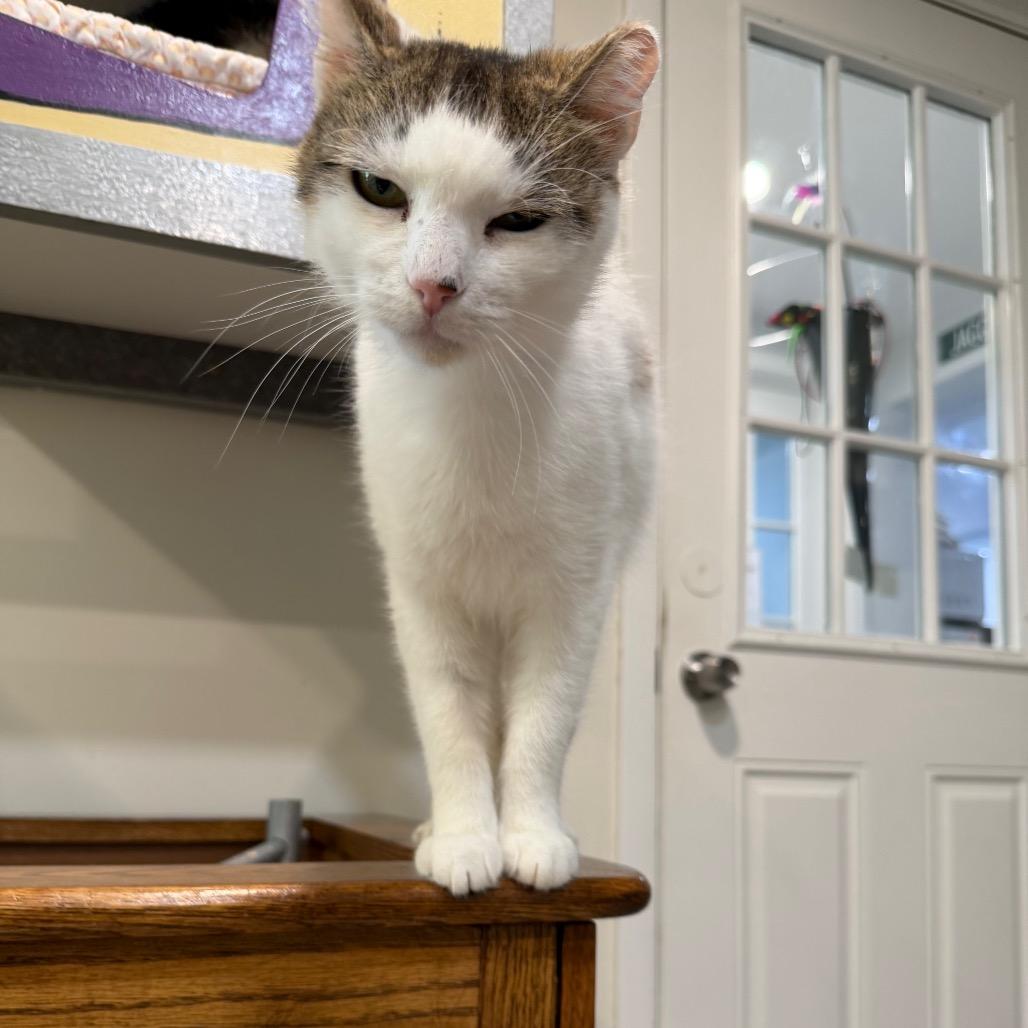 Enlarge Paris, a Adoptable Domestic Short Hair in Oyster Bay, NY image 3/4