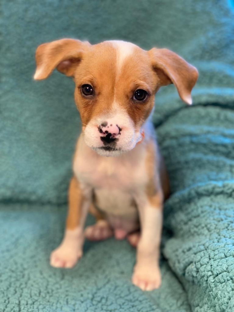 Dollar, Adoptable, Puppy Male Terrier & Mixed Breed.