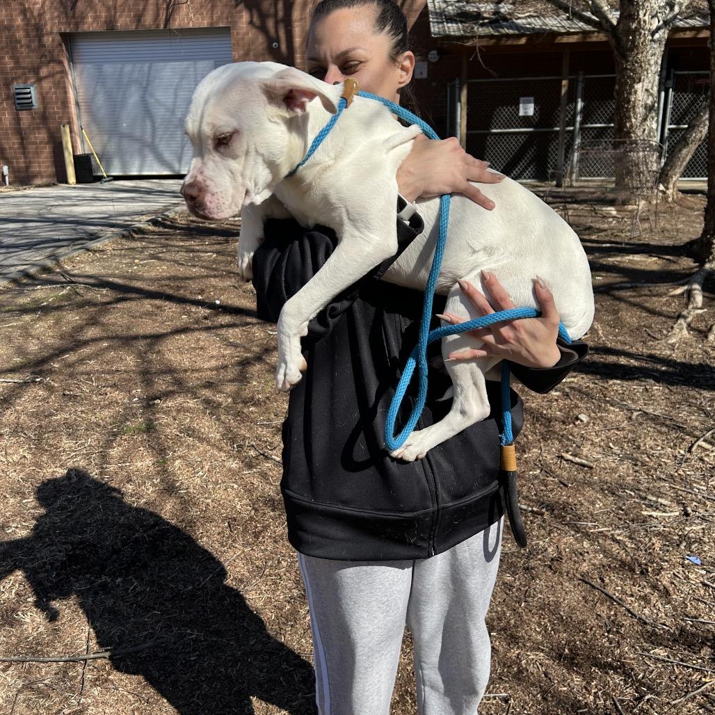 Rollie Pollie 9421 — thumbnail 2