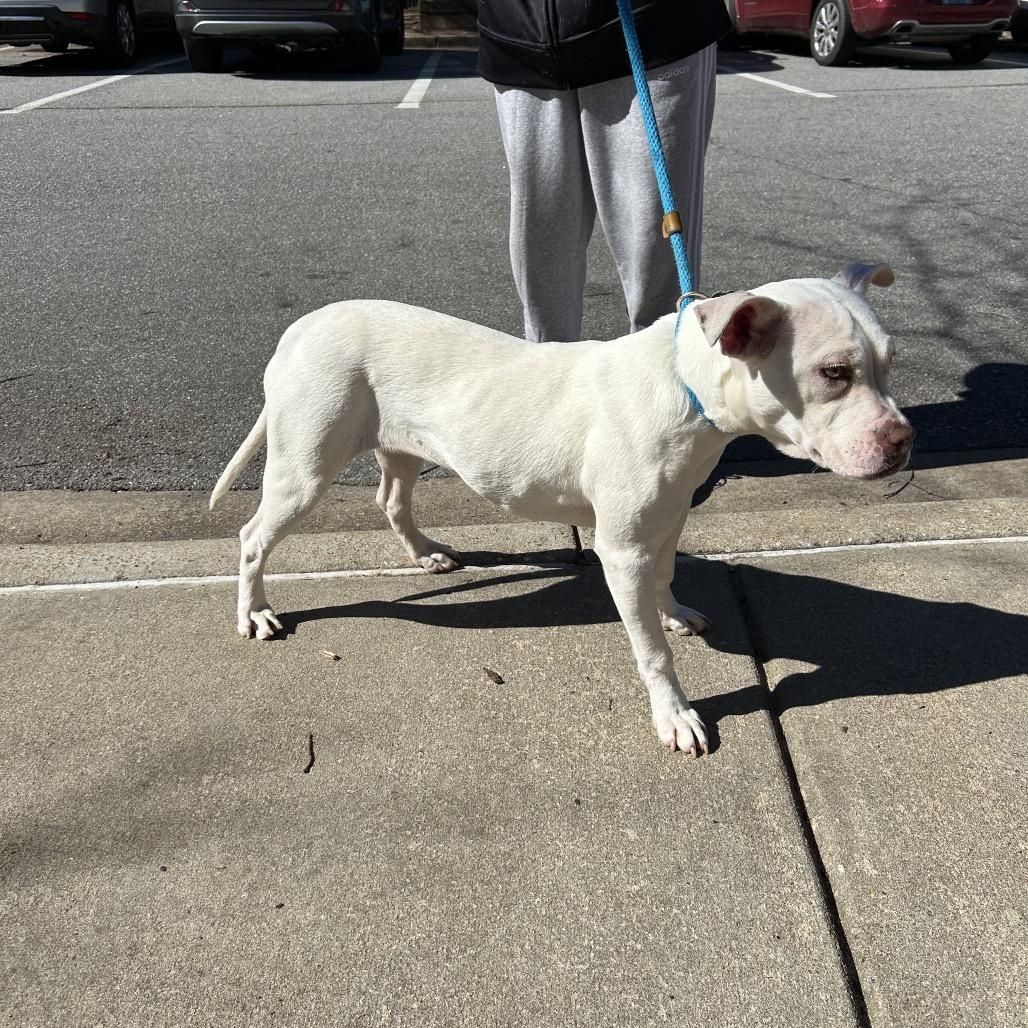 Rollie Pollie 9421 — thumbnail 4