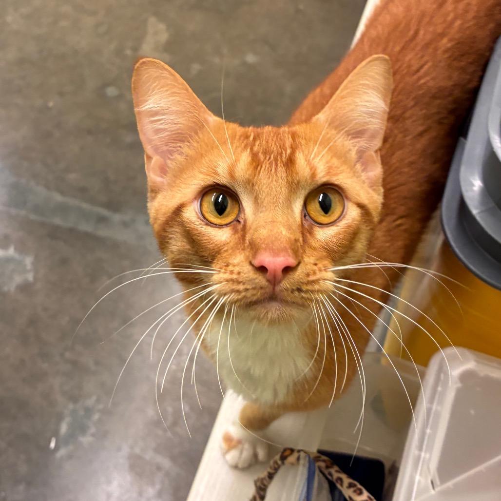 Turtle Man, Adoptable, Adult Male Domestic Short Hair.