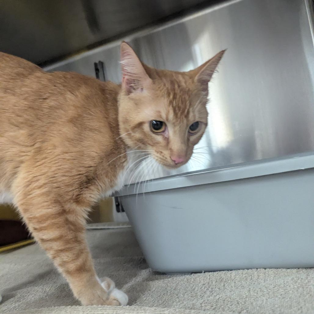 Turtle Man, a Adoptable Domestic Short Hair in Manhattan, KS image 2/2