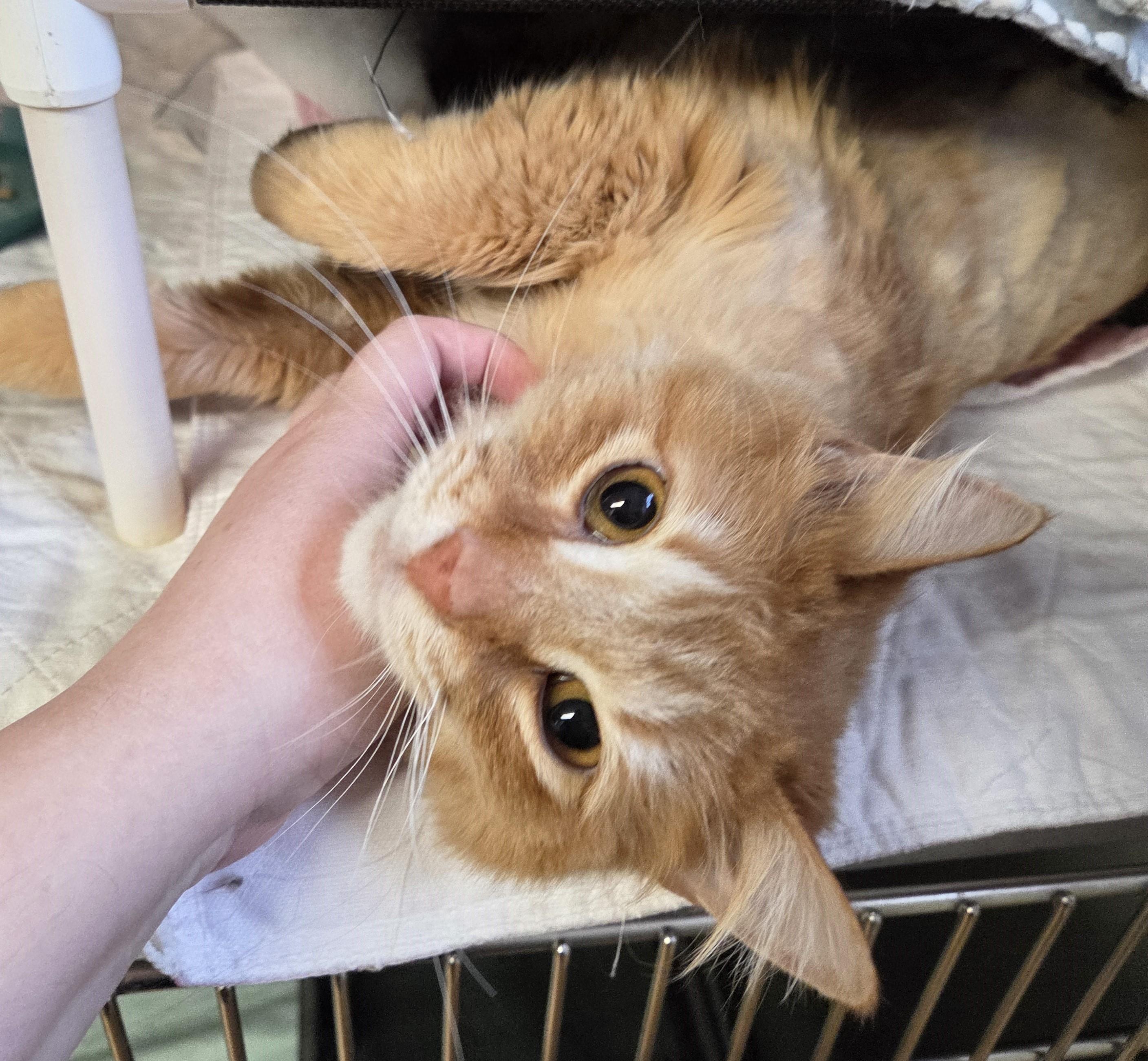Iggy, a ADOPTABLE mixed breed in Carsonville, MI image 1/3