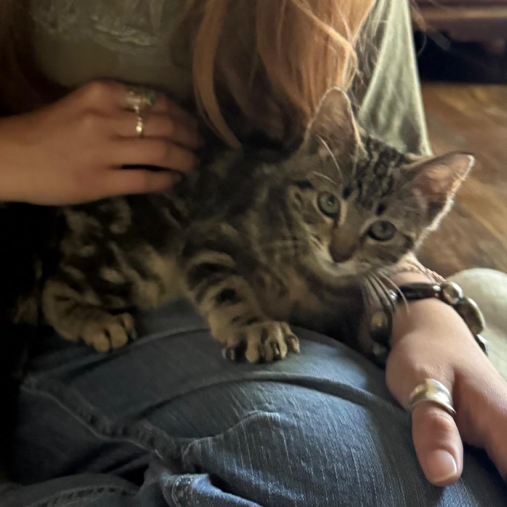 Poncho, Adoptable, Kitten Male Domestic Short Hair.