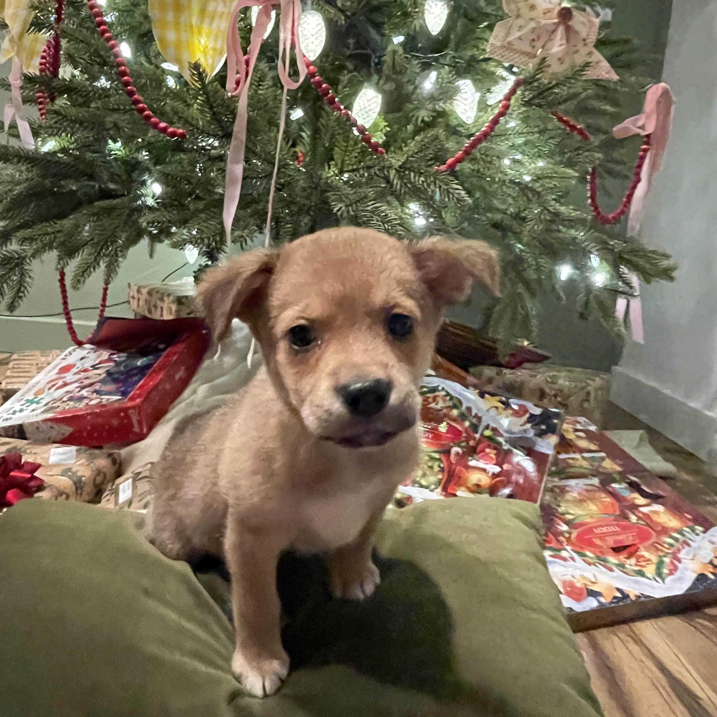  Boris, ADOPTABLE, Puppy Male German Shepherd Dog & Black Labrador Retriever.