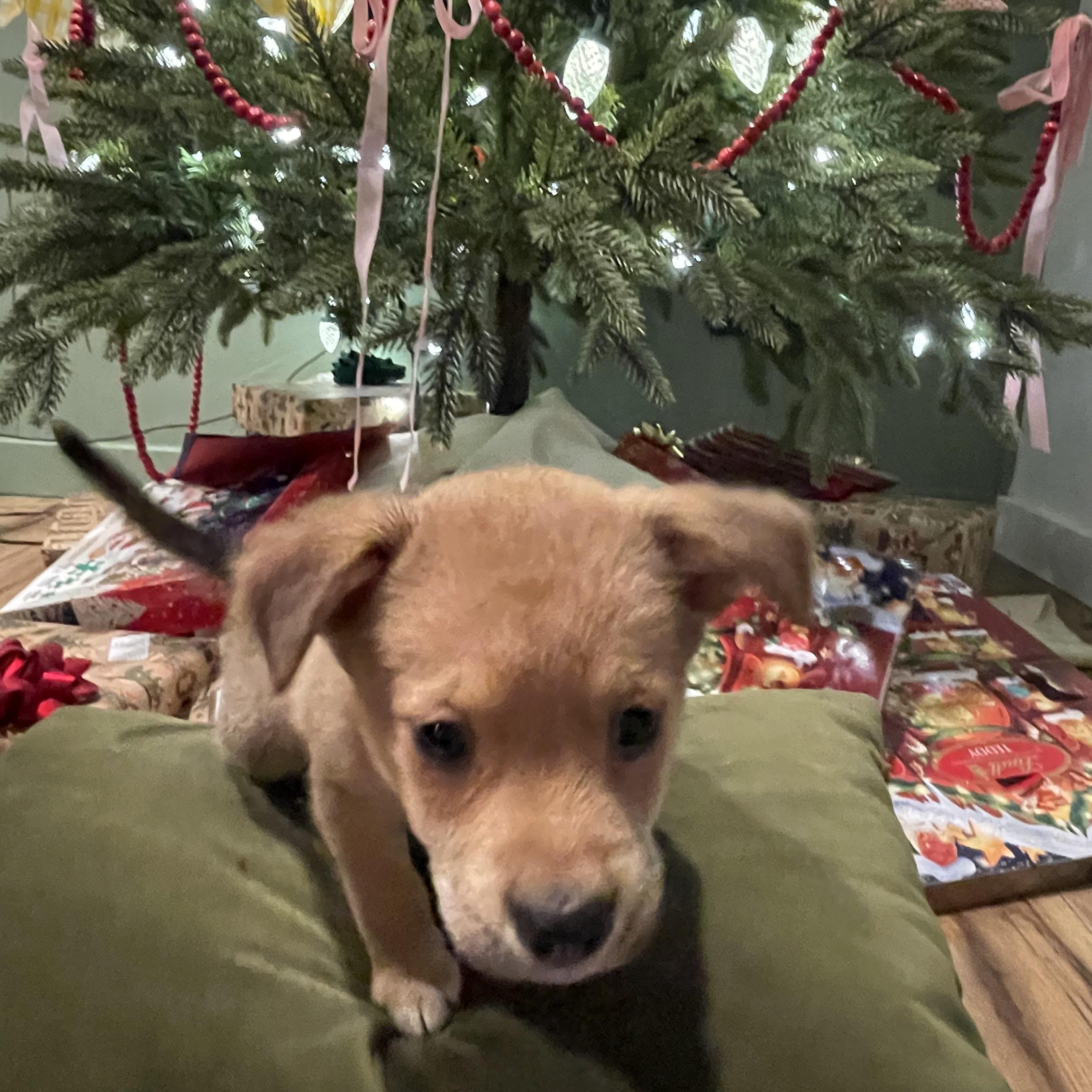Enlarge  Boris, a ADOPTABLE mixed breed in Bonney Lake, WA image 2/4