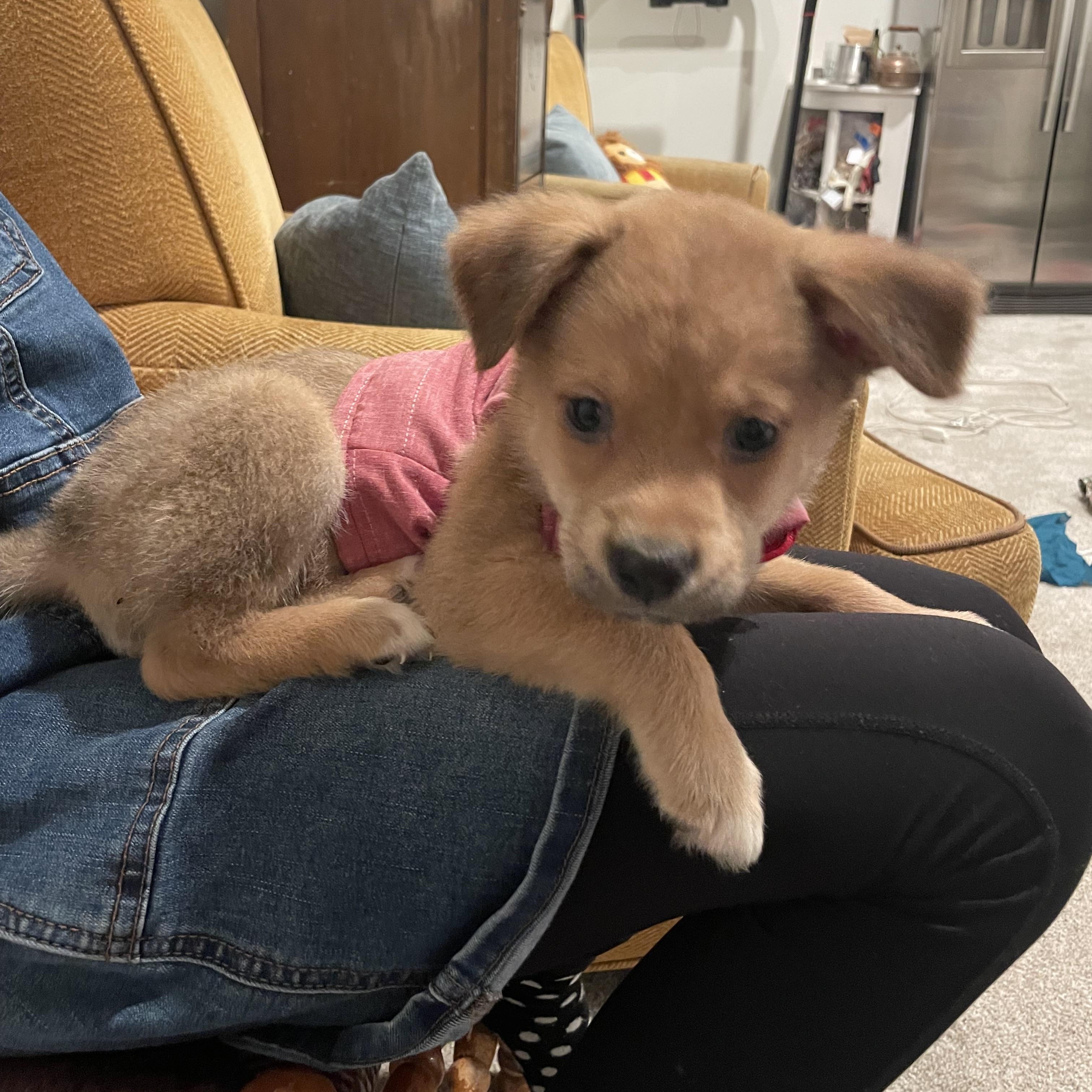 Enlarge  Boris, a ADOPTABLE mixed breed in Bonney Lake, WA image 3/4