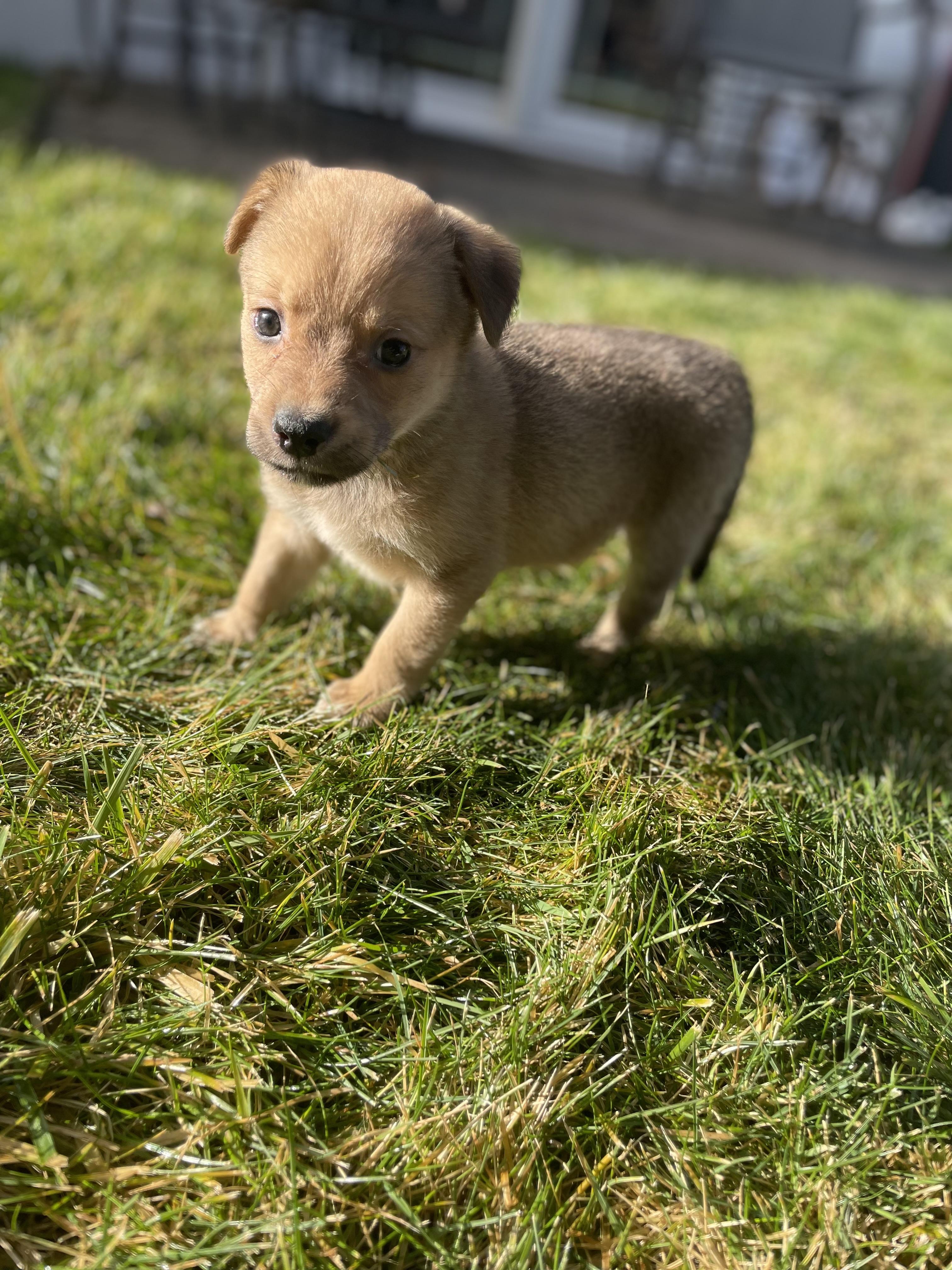Enlarge  Boris, a ADOPTABLE mixed breed in Bonney Lake, WA image 4/4