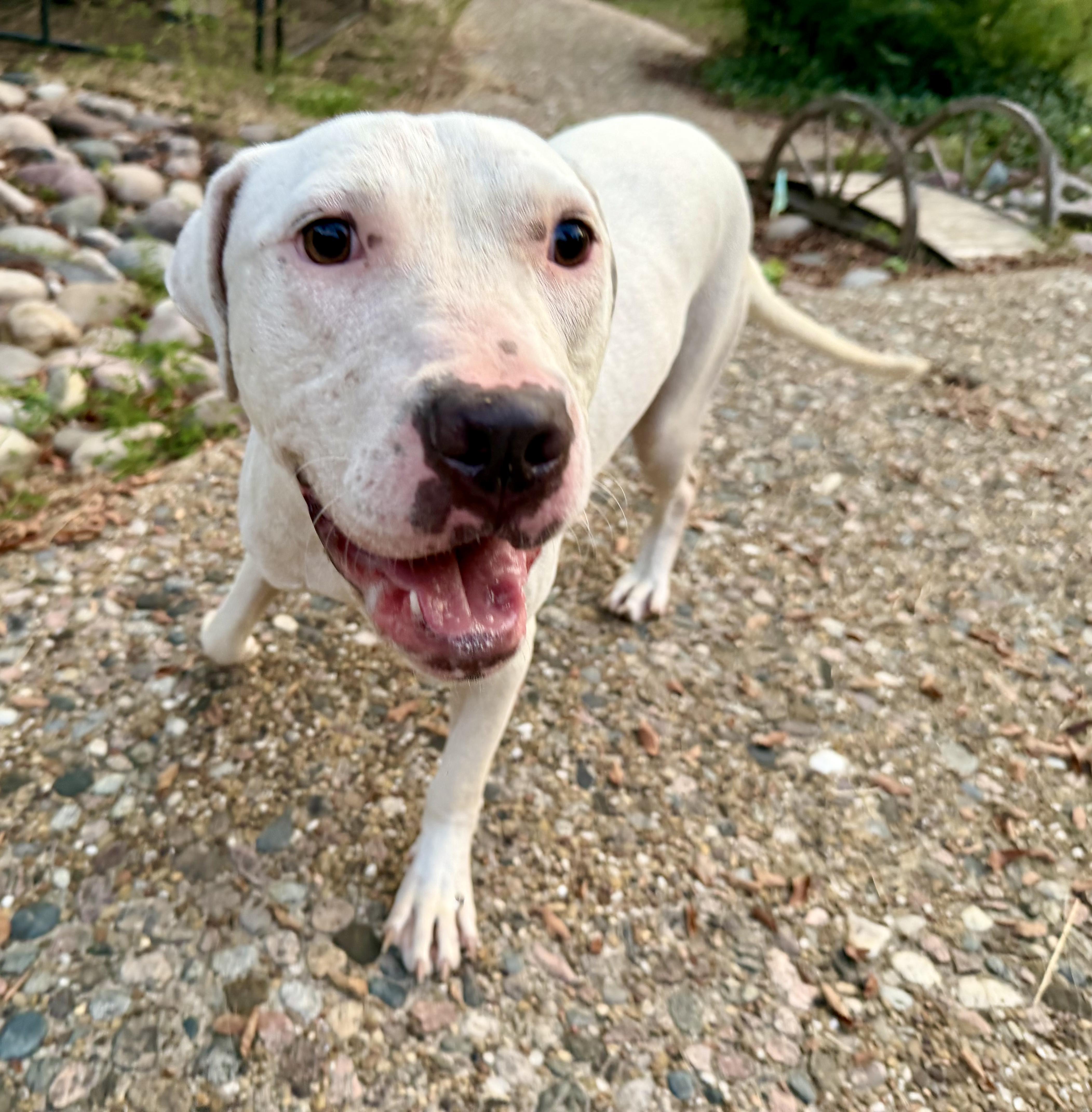 Enlarge Dottie, a Adoptable mixed breed in Athens, TX image 2/5