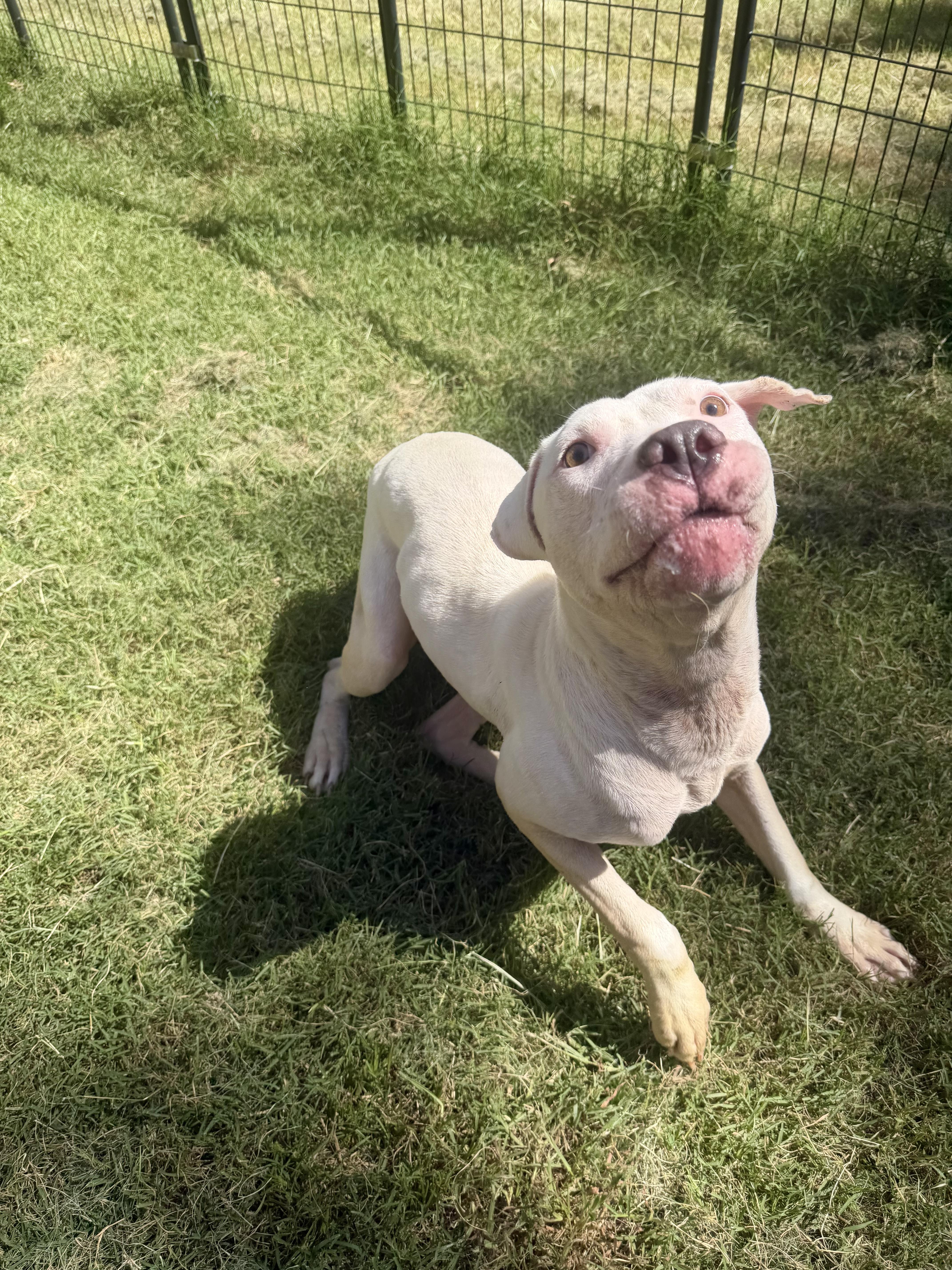Enlarge Dottie, a Adoptable mixed breed in Athens, TX image 3/5