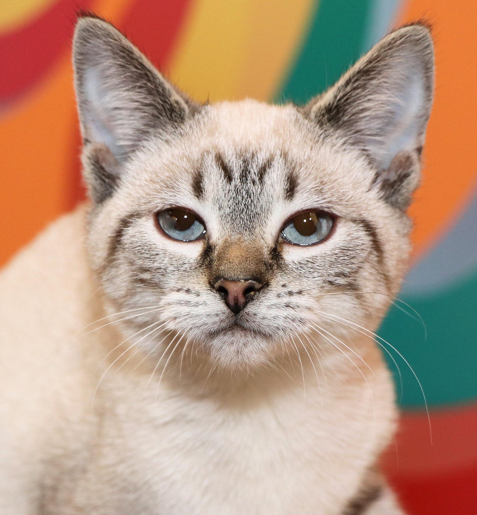 Enlarge Sugar Quill, an adopted mixed breed in Cincinnati, OH image 1/1