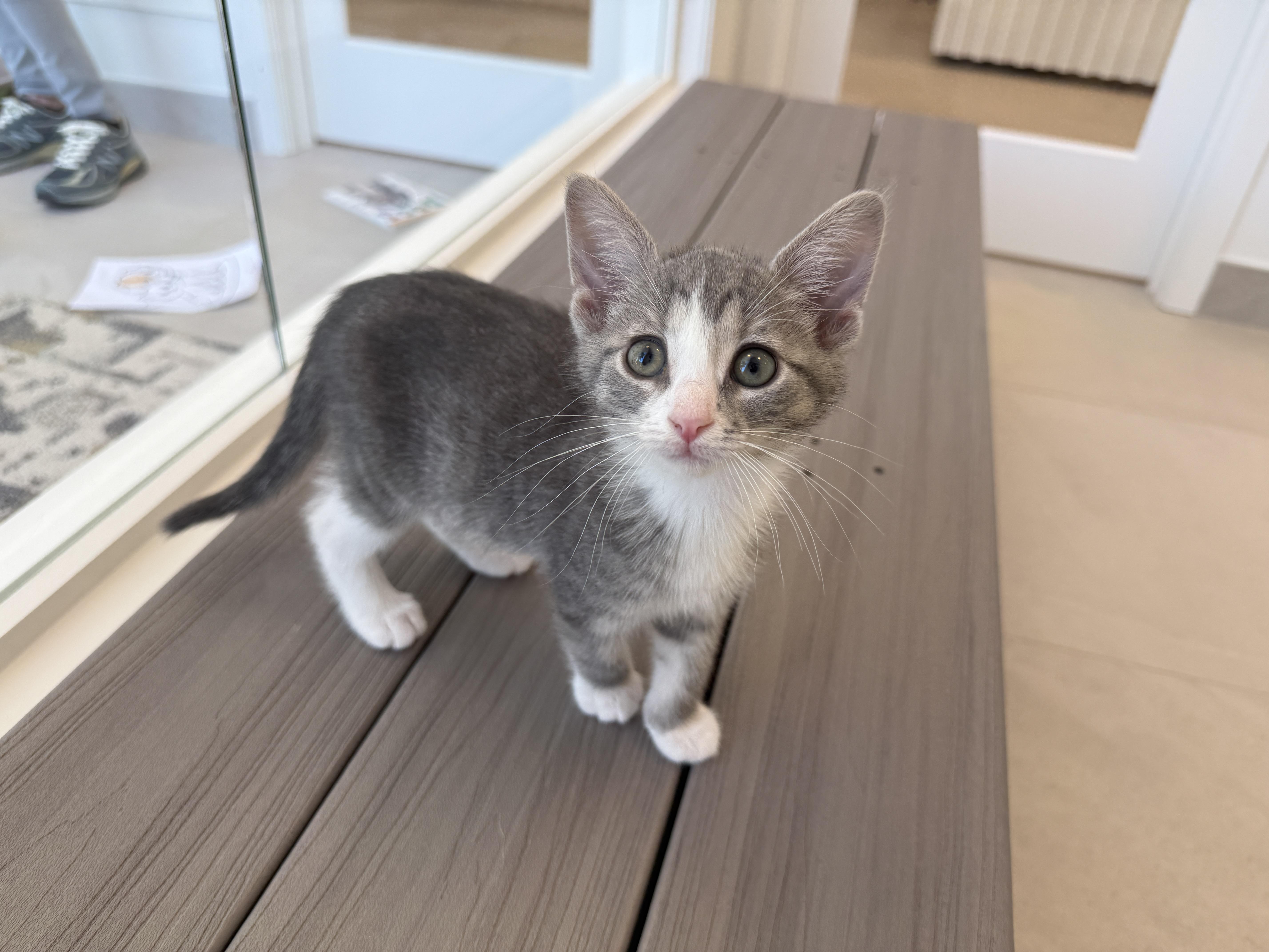 Abbot, adopted, Kitten Male Domestic Short Hair.