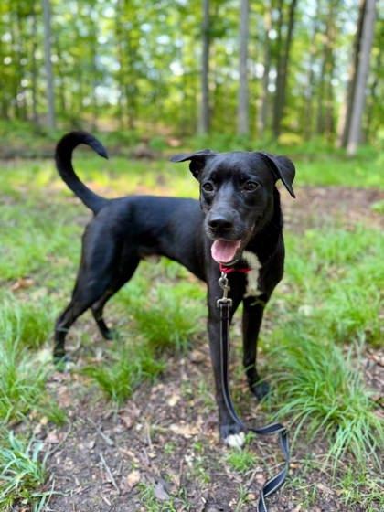 Willie, Adoptable, Adult Male Labrador Retriever & Mixed Breed.