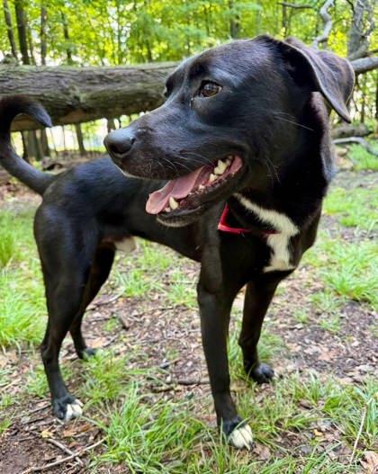 Enlarge Willie, a Adoptable mixed breed in Parma, OH image 1/1
