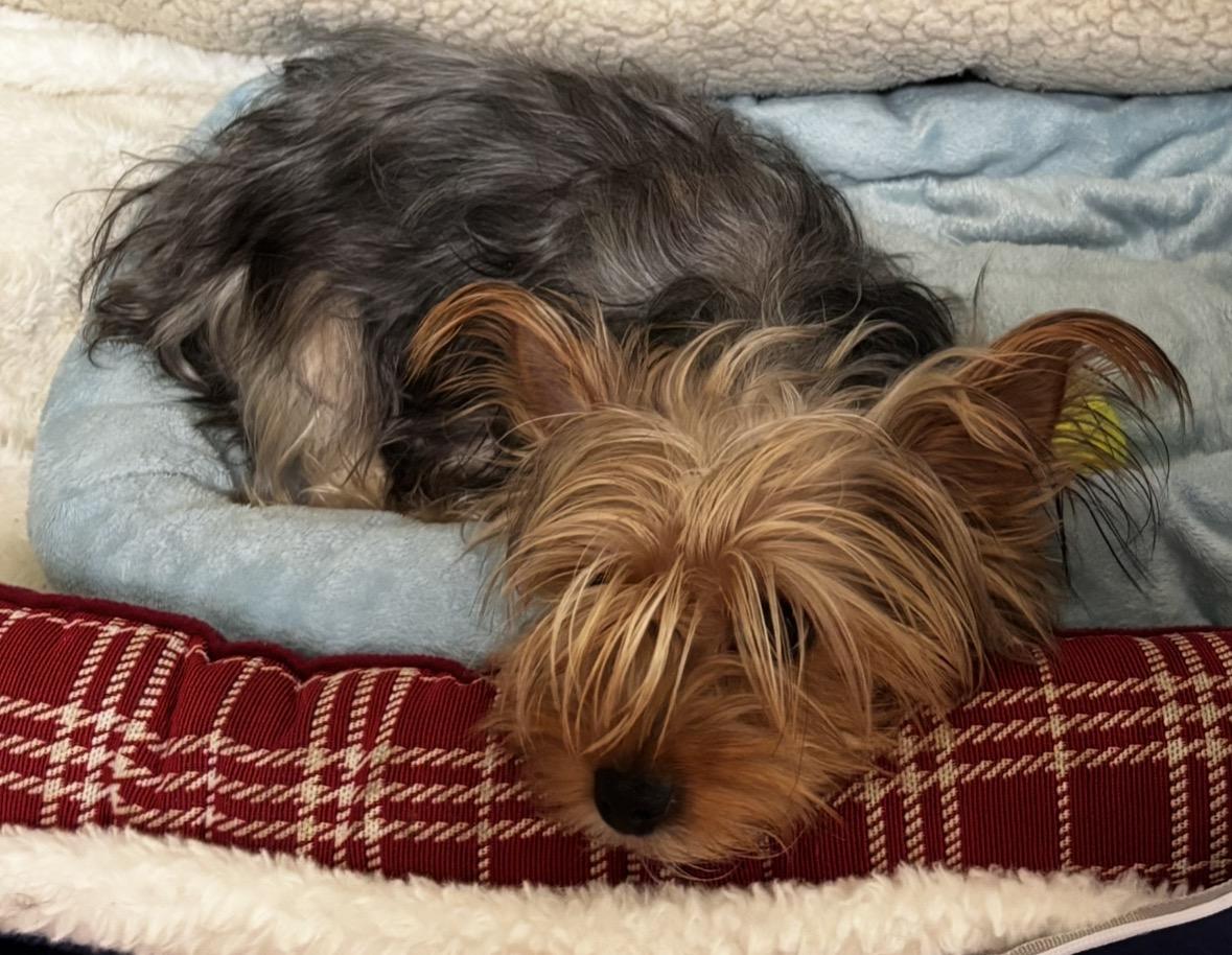 Enlarge Raven , a ADOPTABLE Yorkshire Terrier in Taunton, MA image 1/3