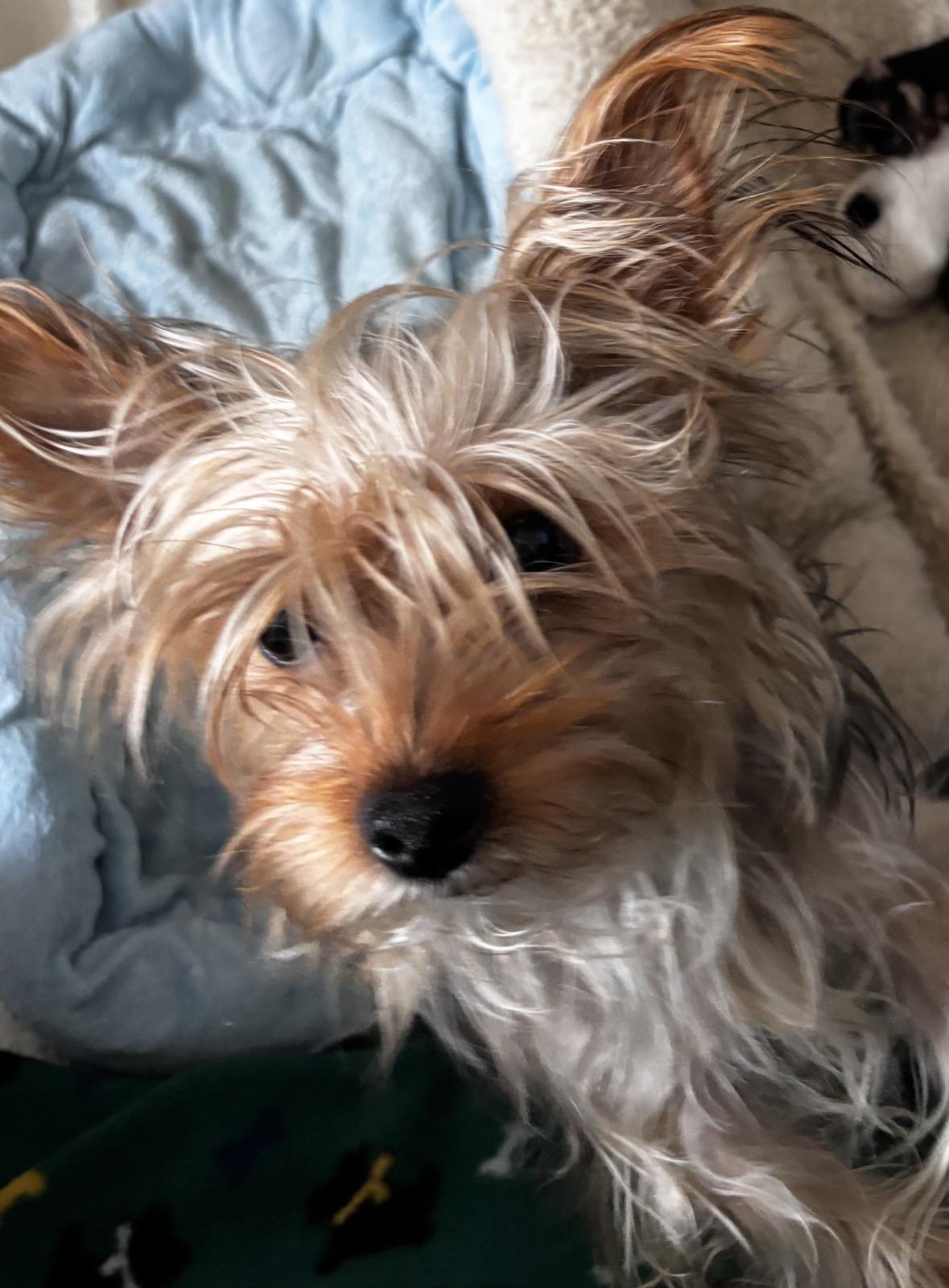 Enlarge Raven , a ADOPTABLE Yorkshire Terrier in Taunton, MA image 2/3