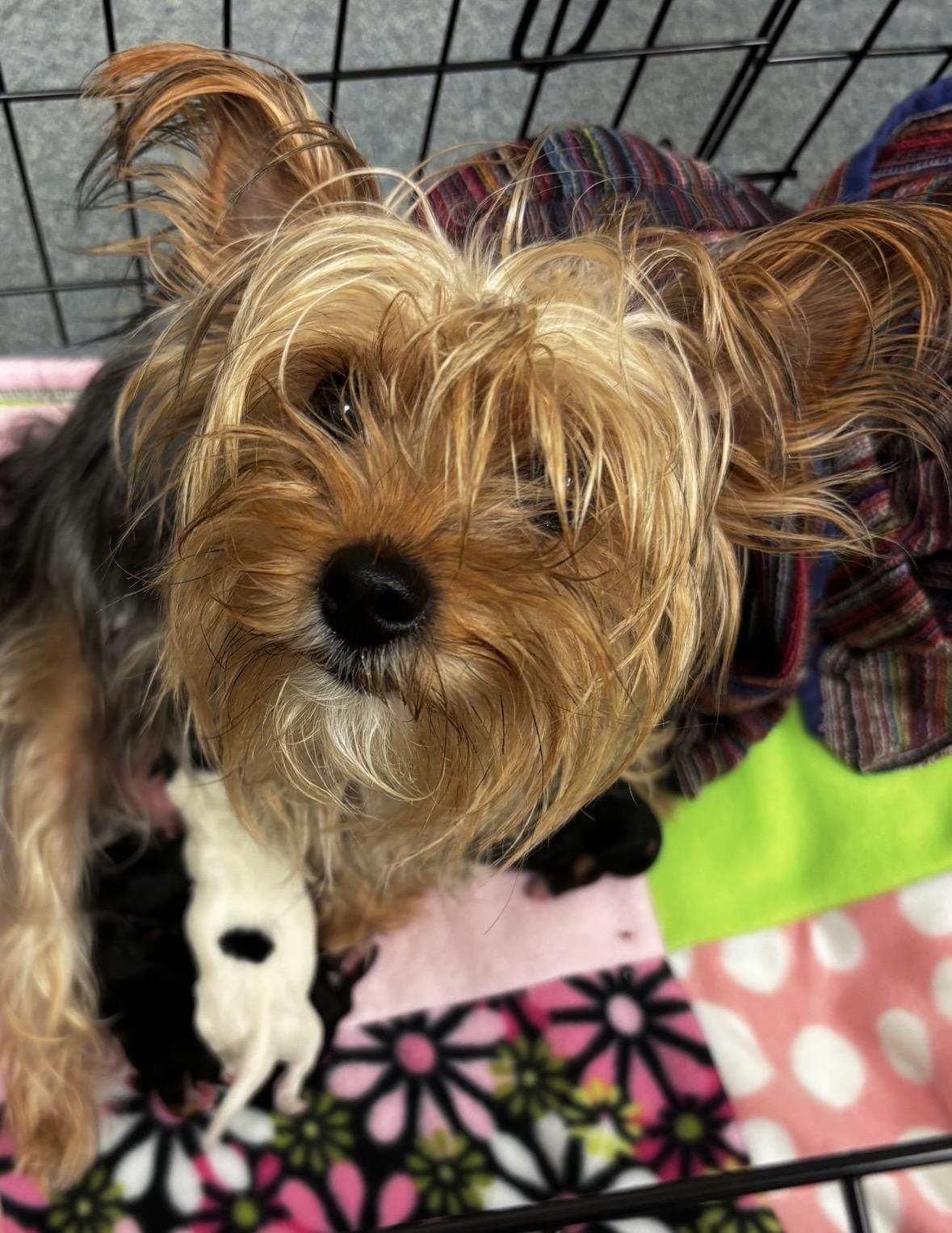 Enlarge Raven , a ADOPTABLE Yorkshire Terrier in Taunton, MA image 3/3