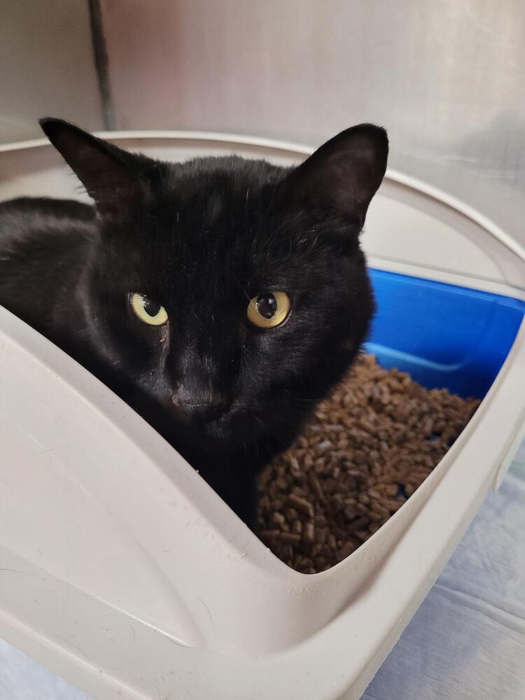 Goliath, Adoptable, Adult Male Domestic Short Hair.