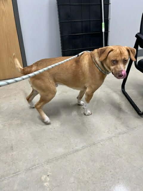 Figgy, Adoptable, Adult Male Labrador Retriever.