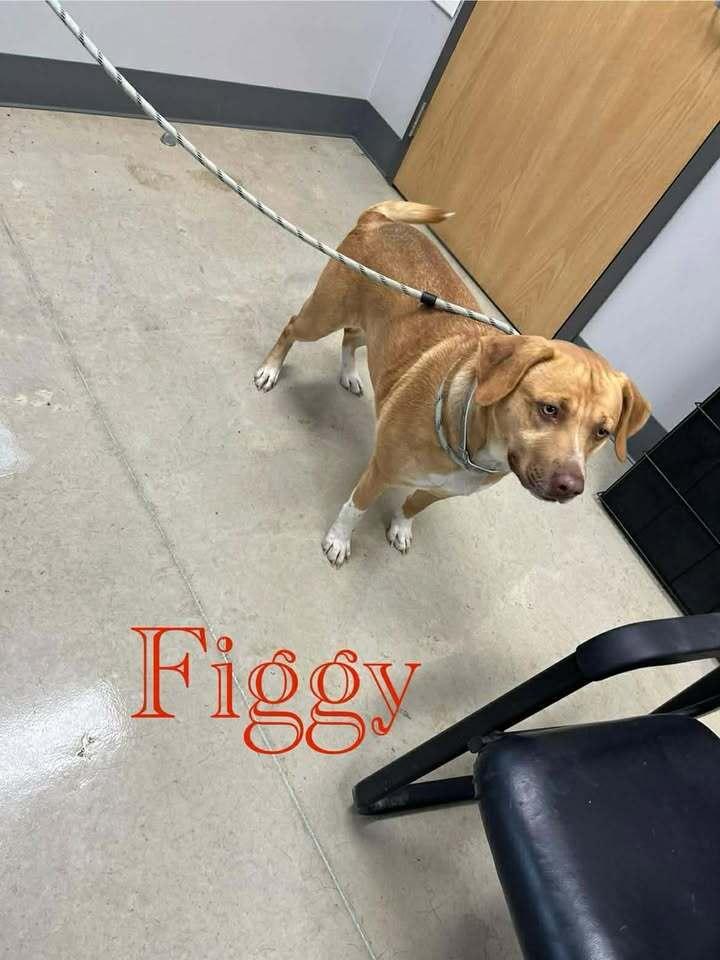 Figgy, a Adoptable mixed breed in Hillsboro, OH image 2/4
